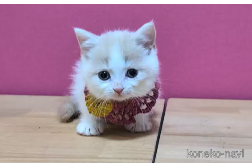 成約済の東京都のマンチカン(短足)-104476の3枚目